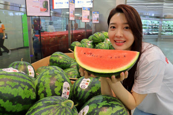 오늘부터 '반값' 수박…롯데마트 ‘꿀맛 수박 페스티벌’