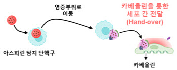 면역세포가 약물을 표적 세포로 전달하는 새로운 플랫폼 개발