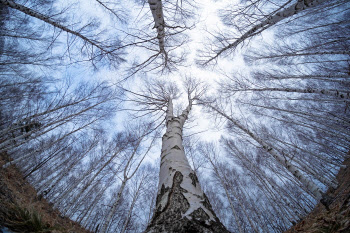 ‘산소 카페’ 청송에 뿌리내린 자작나무숲…산림관광 1번지 도약