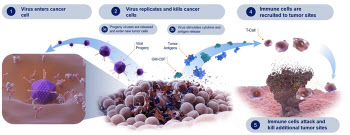 CG온콜로지 3상 성공에 항암 바이러스 부활...신라젠, SJ-600도 가치 오른다