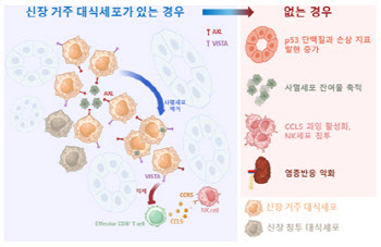 서울대병원, 신장 거주 대식세포의 면역 항상성 조절 기능 규명