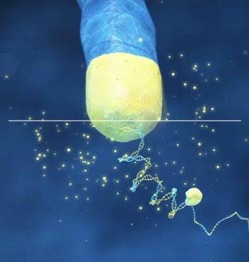 젬백스 GV1001, 알츠하이머 임상2상 결과 앞두고 확인된 결정적 두 단서