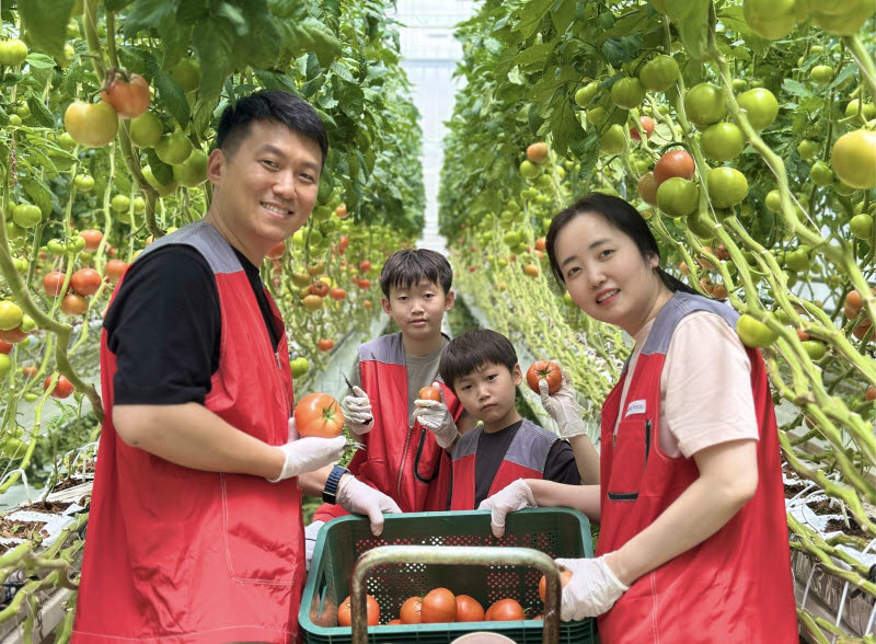 지난 27일 신세계푸드 임직원과 가족 20여 명이 충남 논산시 광석면에 위치한 토마토 공급 협력농가 팜팜농장에서 토마토 수확, 선별, 포장 등 봉사활동을 펼쳤다. 신세계푸드 제공