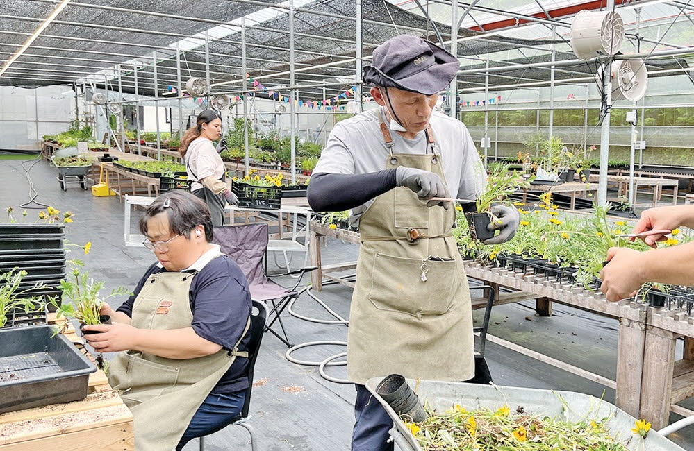 제주 서귀포시 상효동에 위치한 푸른팜사회적협동조합 농장에서 중증장애인 직원들이 꽃을 다듬고 있다.(사진=서대웅 기자)