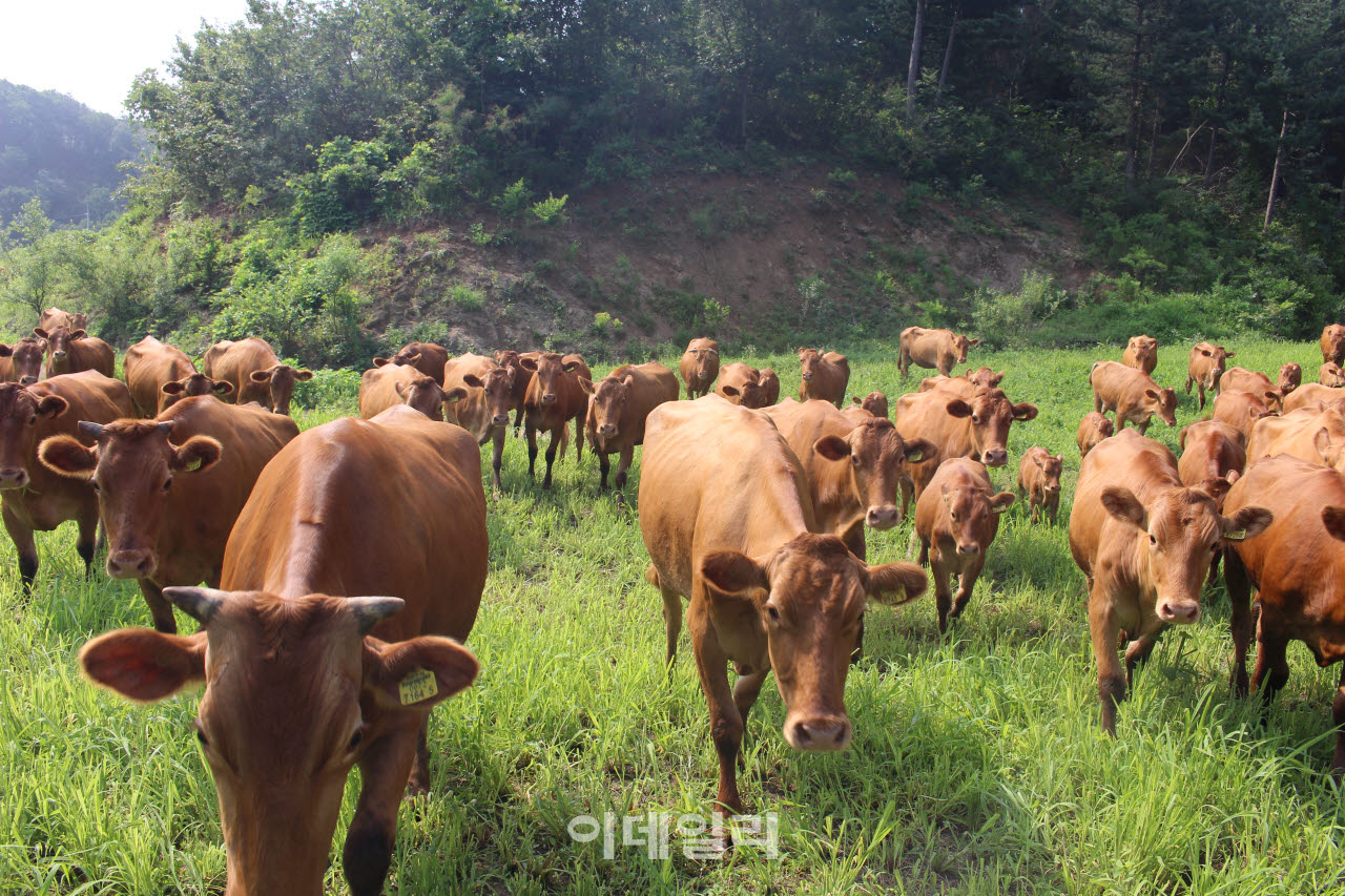 한우.(사진=경기도)