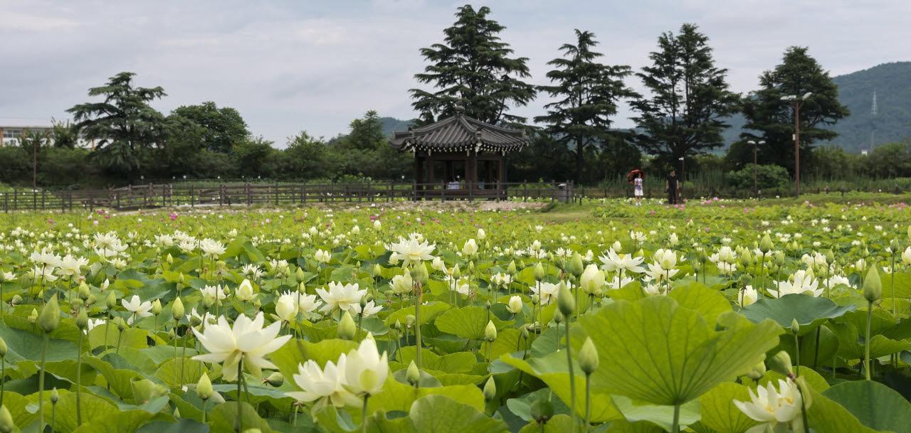 동궁과월지 연꽃단지.(사진=경주시)