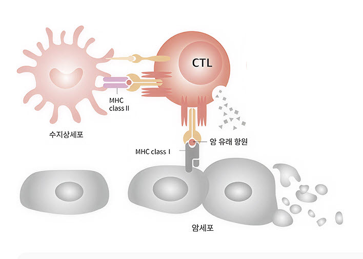 VT-EBV-N 작용기전. (제공=바이젠셀)