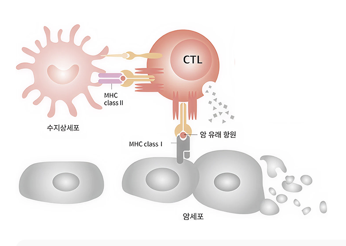 VT-EBV-N 작용기전. (제공=바이젠셀)