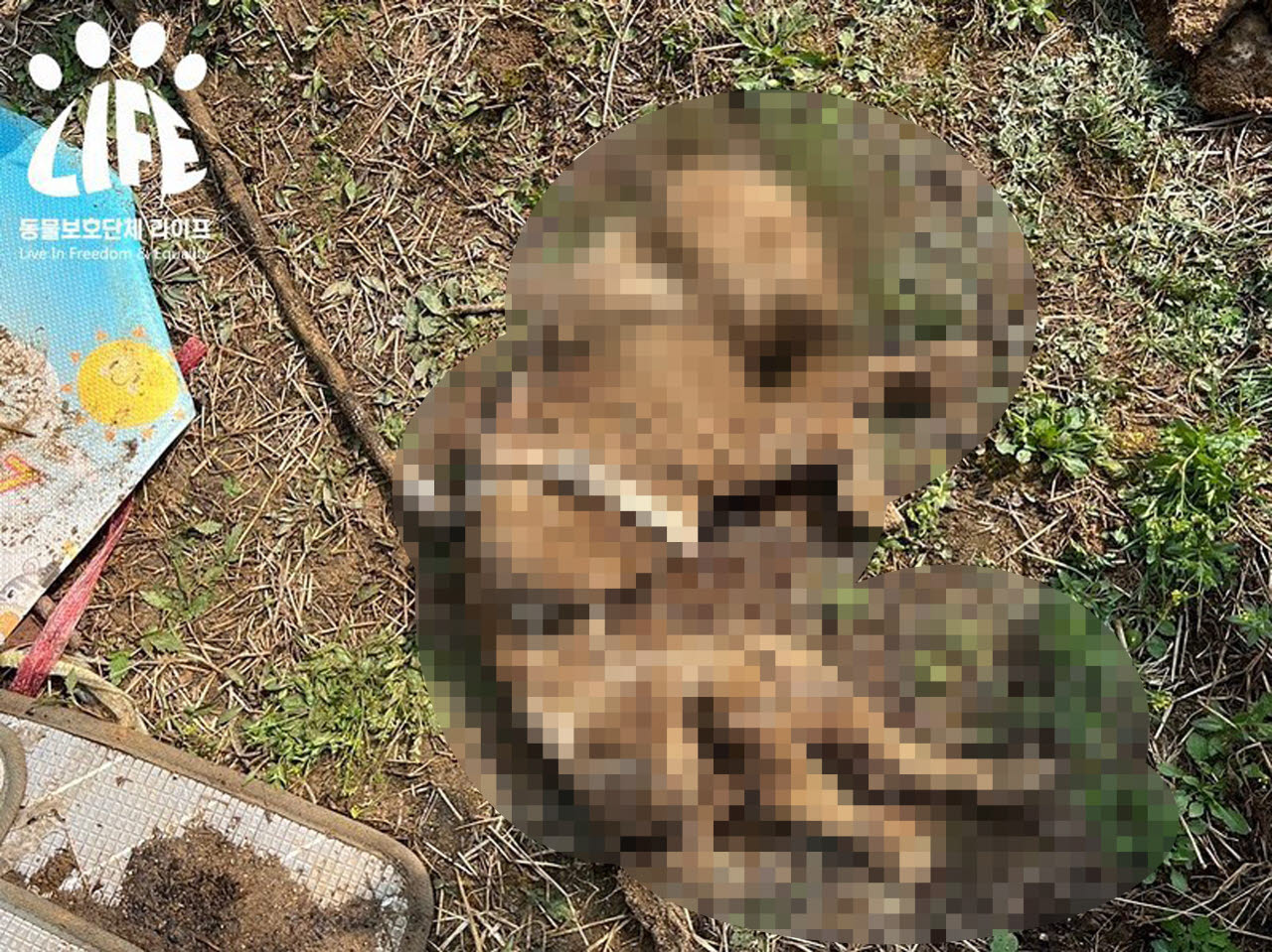 2023년 4월 경기 여주 북내면의 한 야산에서 동물보호단체 '라이프'가 발견한 '신종 펫숍' 암매장 현장. 하네스를 찬 상태로 암매장된 개체도 있었다. (사진=라이프)