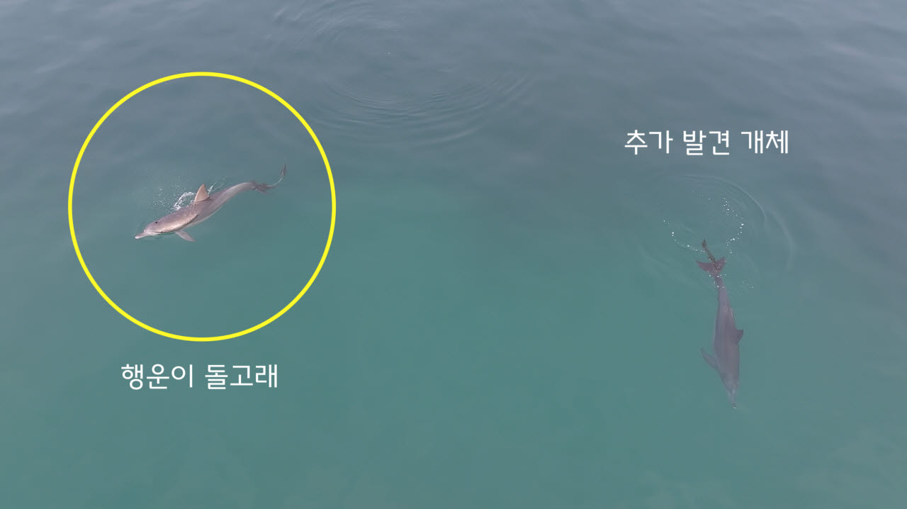 지난 17일 오후 5시 50분께 제주시 구좌읍 월정리 앞바다에서 꼬리에 폐어구가 걸린 두 마리의 남방큰돌고래가 유영하고 있다. '행운이'는 2024년 11월부터 꼬리에 폐어구가 감긴 채 포착됐다. (사진=다큐제주, 제주대 고래·해양생물보전연구센터 제공)