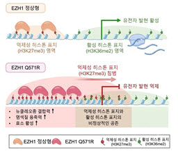 EZH1과 EZH1 Q571R 돌연변이의 작동 기전. EZH1(위) 상태에서는 억제성·활성 히스톤 표지 영역이 명확히 구분돼 유전자 발현이 정상적으로 일어난다. EZH1 Q571R 돌연변이(아래)는 억제성 표지가 활성 표지 영역을 침범하고, 두 표지가 비정상적으로 공존해 유전자 발현이 억제된다.