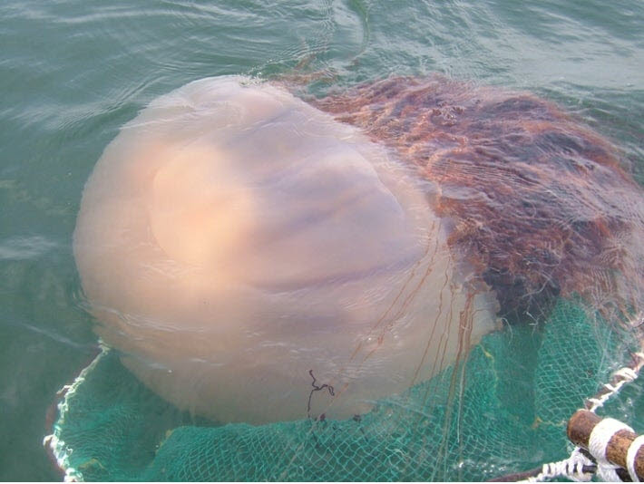 (사진=국립수산과학원 제공)