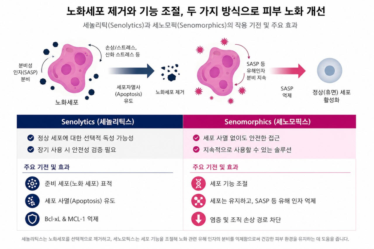 세놀리틱스와 세노모픽스의 피부 노화 개선 작용 기전. (제공=지에프씨생명과학)