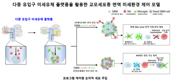 다중 유입구 미세유체 플랫폼을 이용한 면역세포 주입 순서 제어 결과. 미세아교세포가 먼저 유입되면 인체와 같은 '항암 면역 억제' 환경이 재현되지만, NK세포가 먼저 유입되면 IL-12A 분비와 함께 '항암 면역이 활성화' 됨을 보여준다.