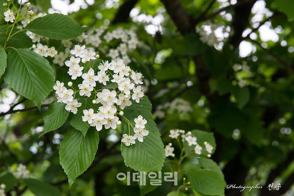 팥배나무.(사진=경기도)