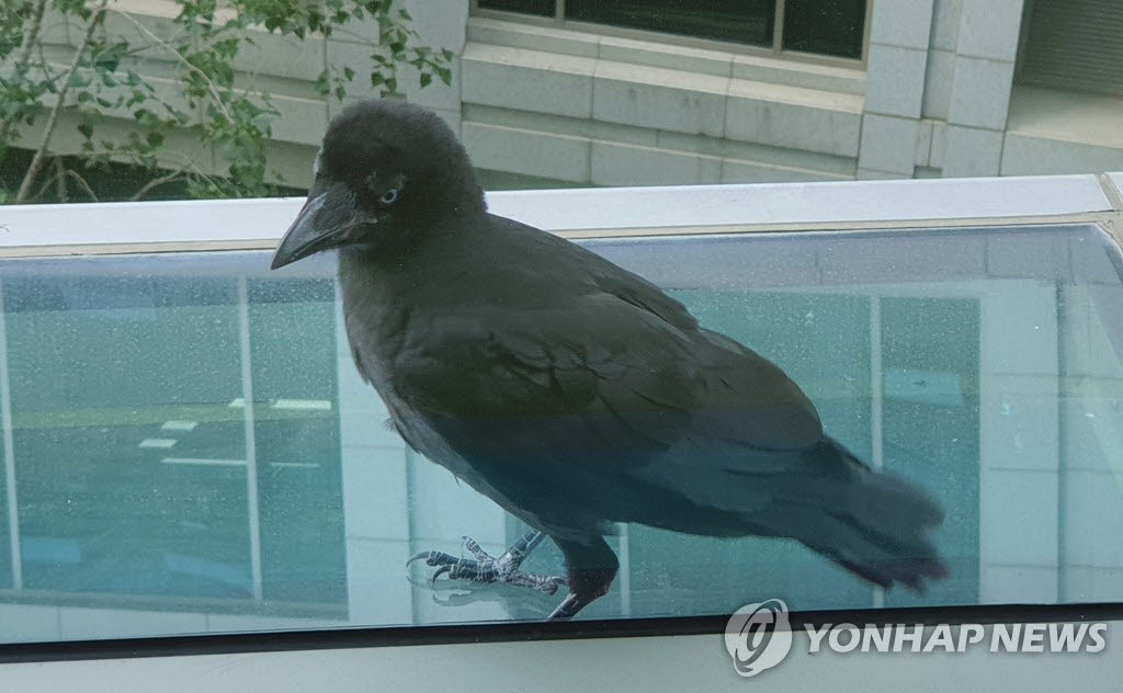 까마귀.(사진=연합뉴스)