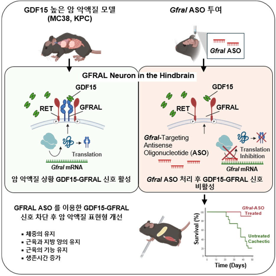 GFRAL ASO를 이용한 암 악액질 치료 효과 및 표현형 개선 이미지(사진=KAIST)
