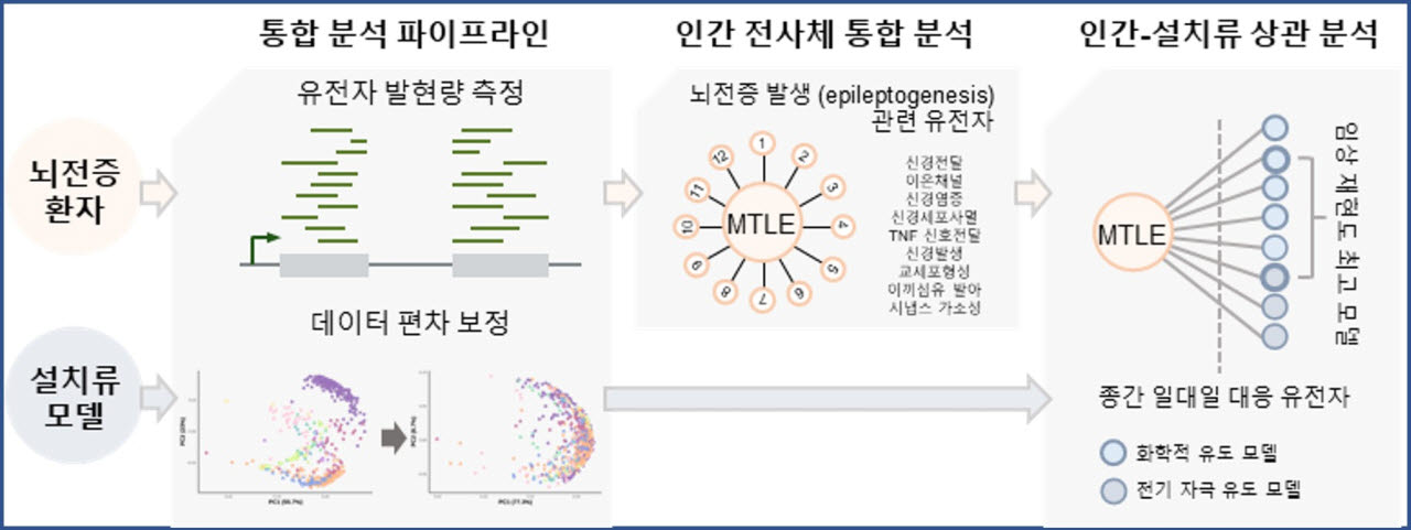 뇌전증 치료제 개발 정확도 높아진다
