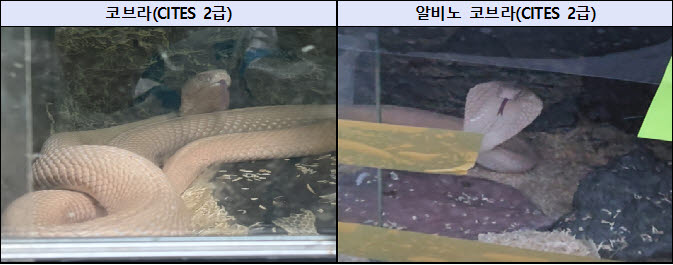 검찰이 압수한 국제 멸종위기종 코브라의 모습.(사진=서울동부지검 제공)