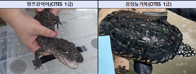 밀수조직을 통해 유통된 양쯔강 악어와 검정늪거북의 모습.(사진=서울동부지검 제공)