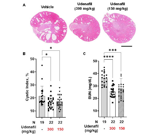 ADPKD 동물모델에서 유데나필 투여군은 대조군보다 신장 낭종과 혈중요소질소(BUN) 수치가 유의하게 감소했다. 낭종 감소는 P