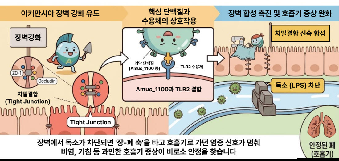 장벽 틈새 메우는 생태계의 건축가, ‘아커만시아’의 호흡기 방어 기전[전문가칼럼]