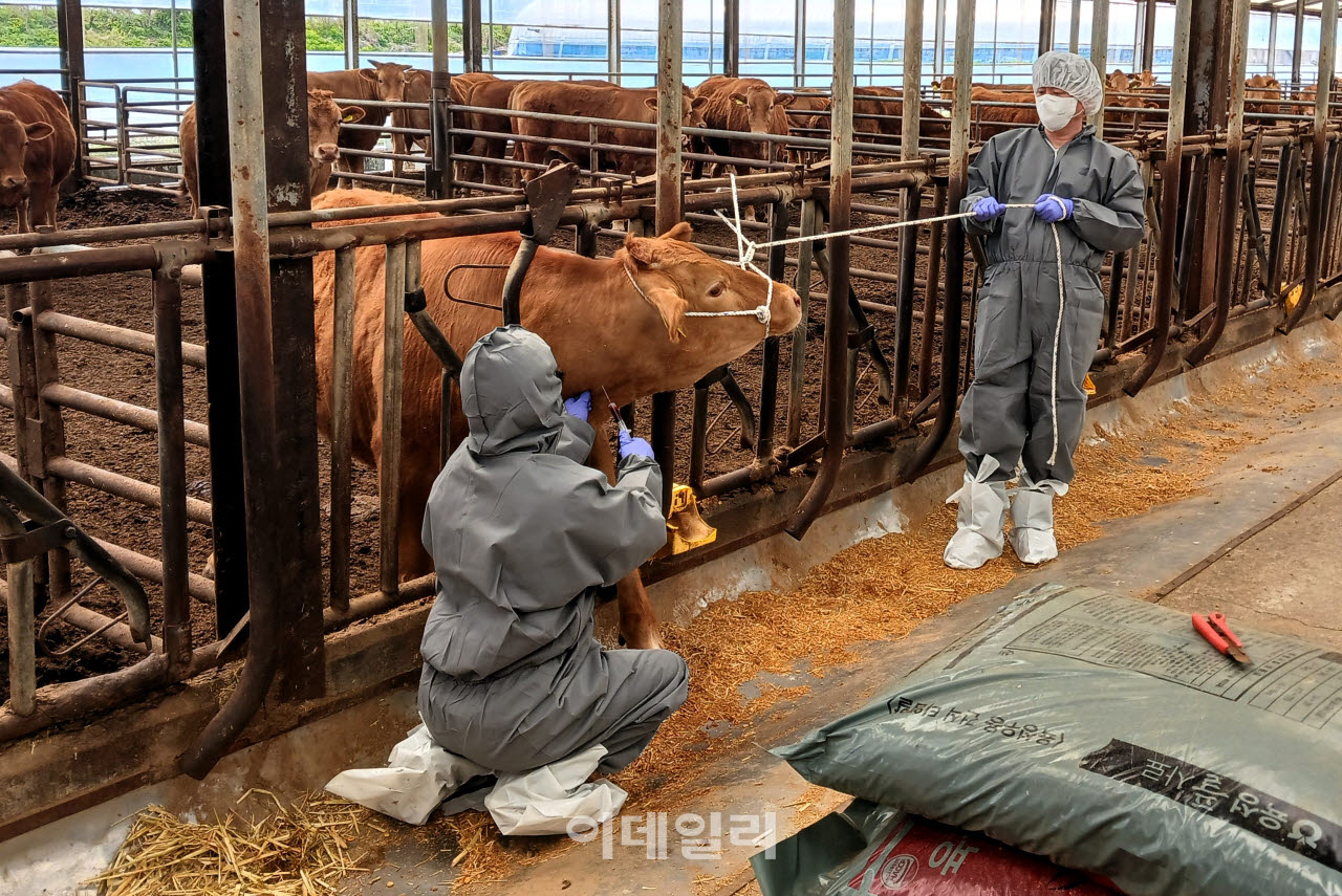 구제역 예방접종.(사진=경기도)