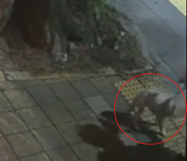 지난 3일 오후 전남광주통합특별시 동구 산수동 한 거리에서 남성이 6개월 된 강아지를 학대하고 있다. (사진=뉴스1)