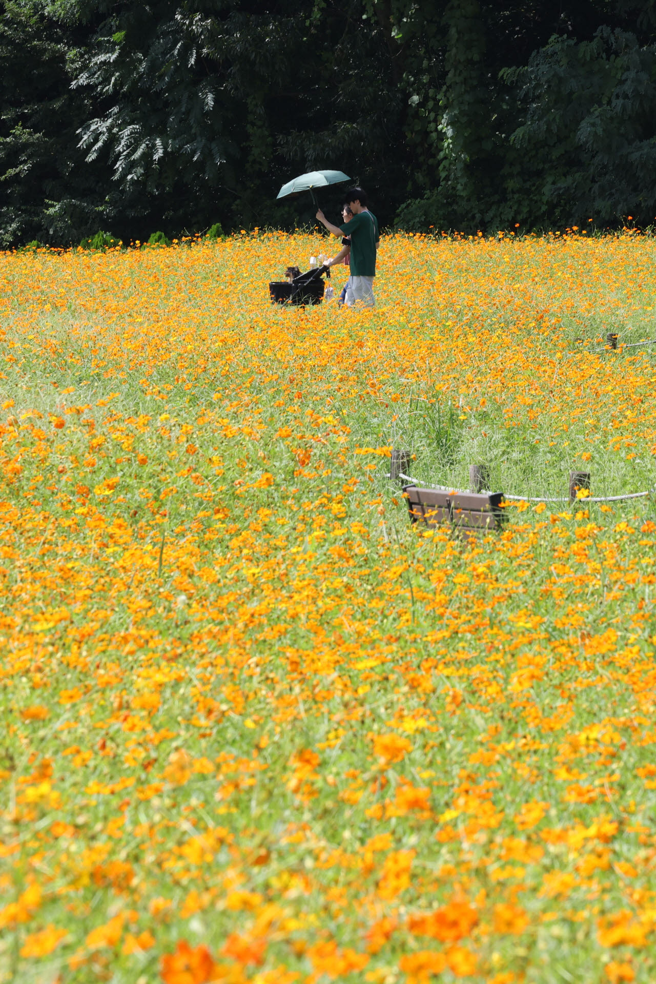 [이데일리 이영훈 기자] 절기상 처서(處暑)인 23일 경기 남양주시 삼패 한강공원에 가을을 알리는 황화 코스모스가 만개해 있다. 더위가 한풀 꺾인다는 절기 처서인 이날 서울과 수도권을 비롯한 전국 곳곳에 폭염주의보가 발효되는 등 막바지 무더위를 보이고 있다.
