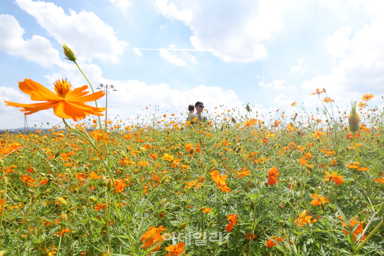 [이데일리 이영훈 기자] 절기상 처서(處暑)인 23일 경기 남양주시 삼패 한강공원에 가을을 알리는 황화 코스모스가 만개해 있다.  더위가 한풀 꺾인다는 절기 처서인 이날 서울과 수도권을 비롯한 전국 곳곳에 폭염주의보가 발효되는 등 막바지 무더위를 보이고 있다.