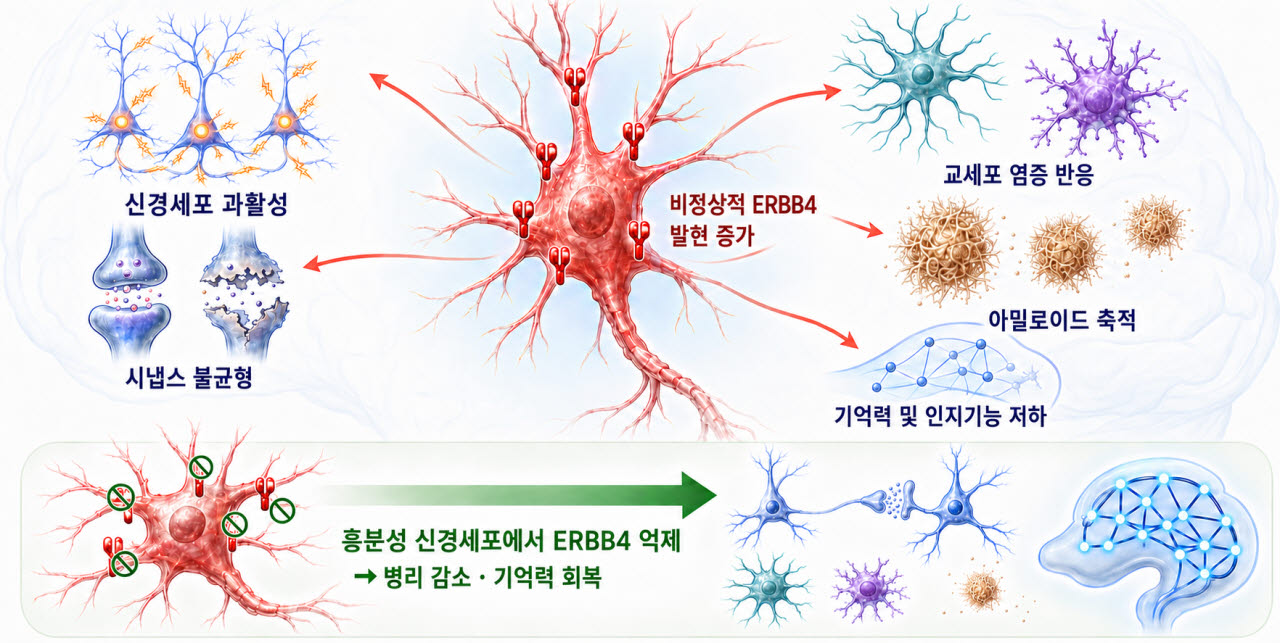 알츠하이머병 병리를 연결하는 공통 조절 인자로서의 흥분성 신경세포 'ERBB4'.(자료=과학기술정보통신부)