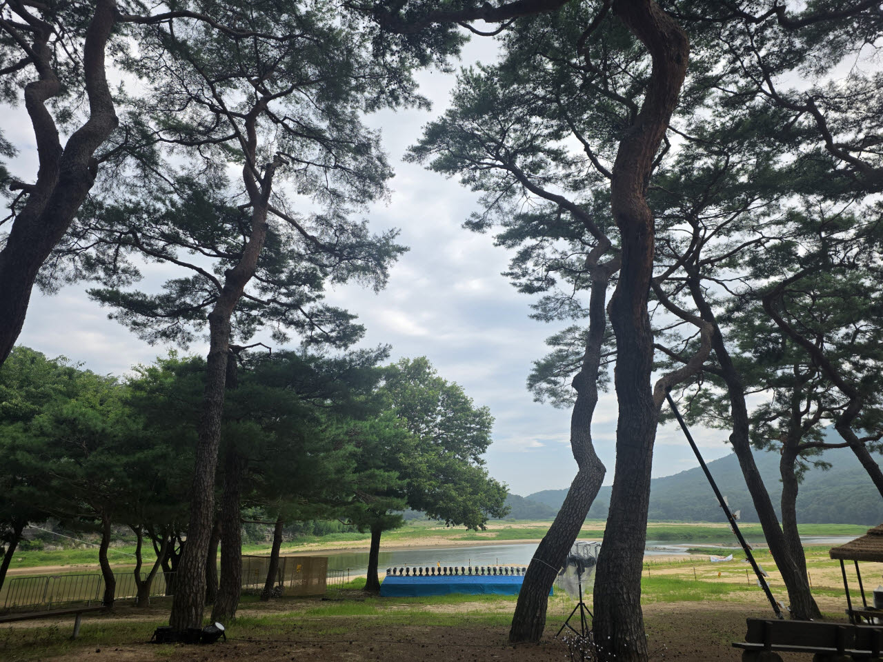 경북 안동 하회마을 만송정의 소나무 군락지. (사진=박진환 기자)