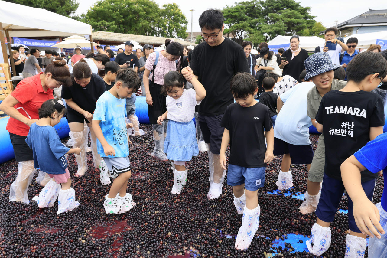 화성송산포도축제의 백미 포도 밟기 행사에 참여하고 있는 가족들.(사진=화성시)