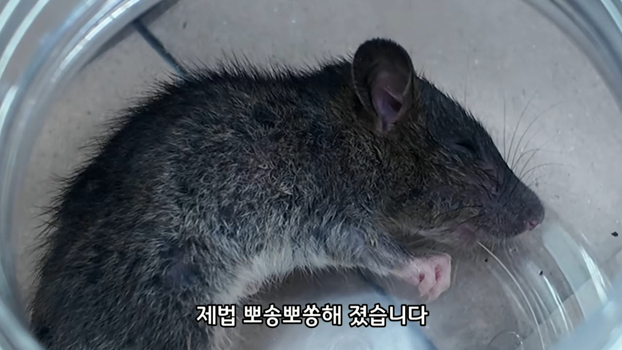 (사진=동행동물병원 유튜브 갈무리)