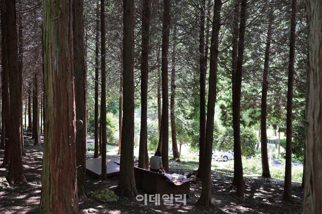 전남 고흥 팔영산 편백 치유의 숲에서 휴식을 취하고 있는 여행객