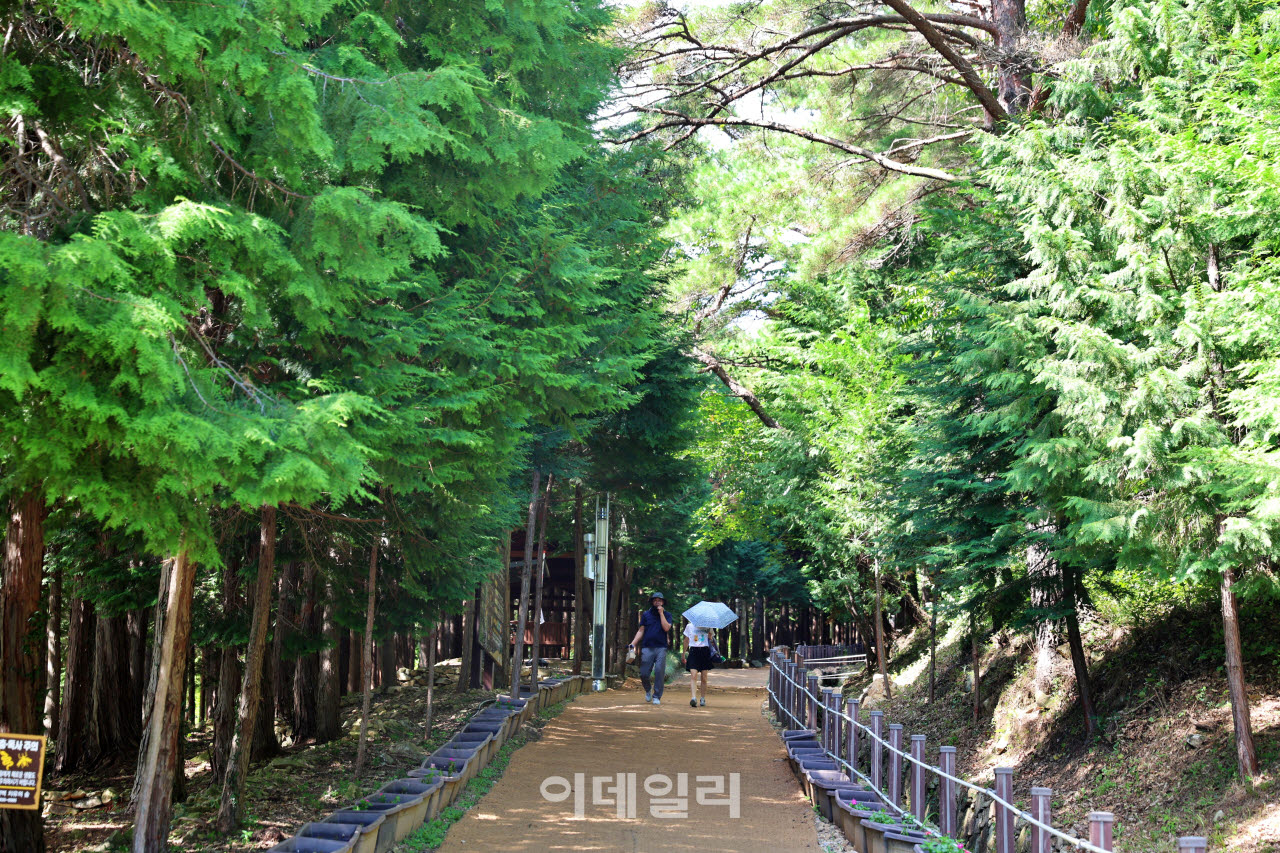전남 고흥 팔영산 편백 치유의 숲을 산책하고 있는 여행객