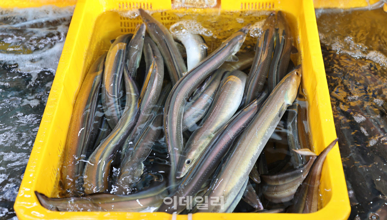 전남 장흥 녹동항 인근에 위치한 녹동 수협활어회센터에는 생기넘치는 장어를 구매할 수 있다.