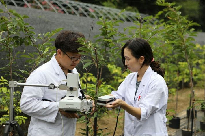 나무의사.(사진=산림청 제공)