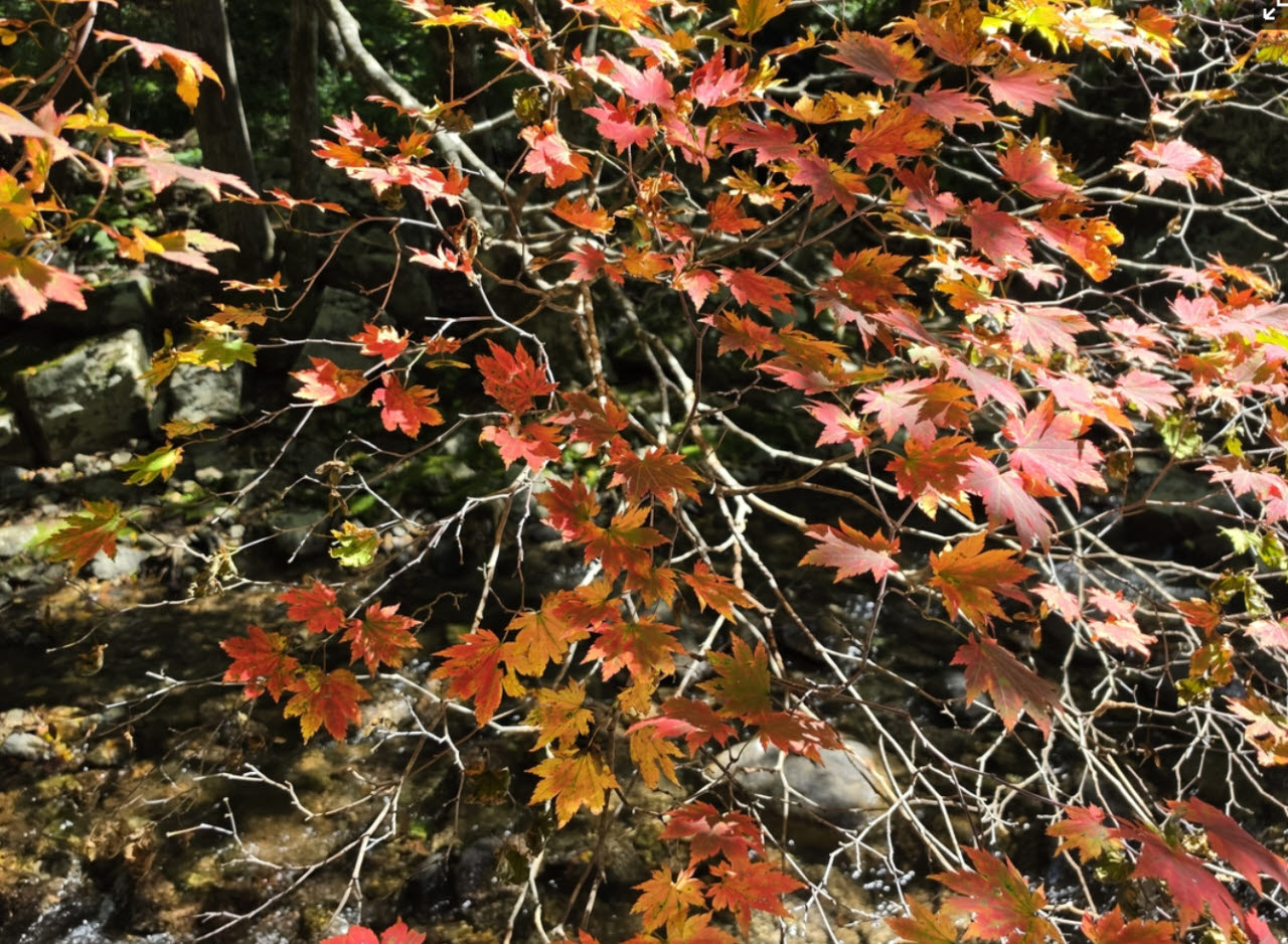국립수목원 제공.