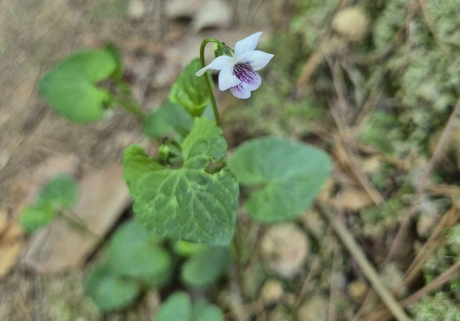 콩제비꽃 (사진=국립생태원)
