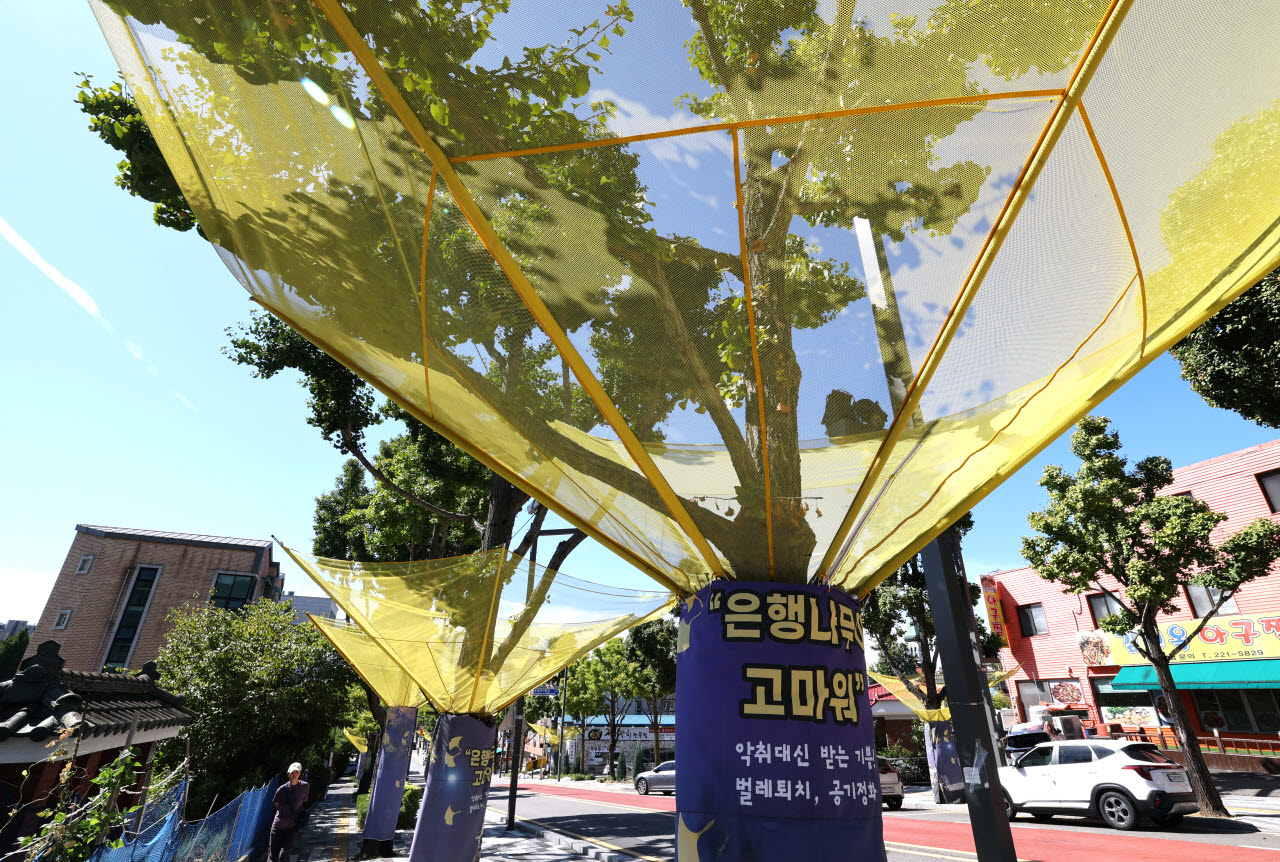 17일 경기 수원시 팔달구 효원로 가로수에 은행 열매 수집망이 설치돼 있다.(사진=뉴시스)