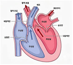 소리 없이 새는 심장 혈액, ‘심장 판막 역류증’... 조기 진단과 치료 중요