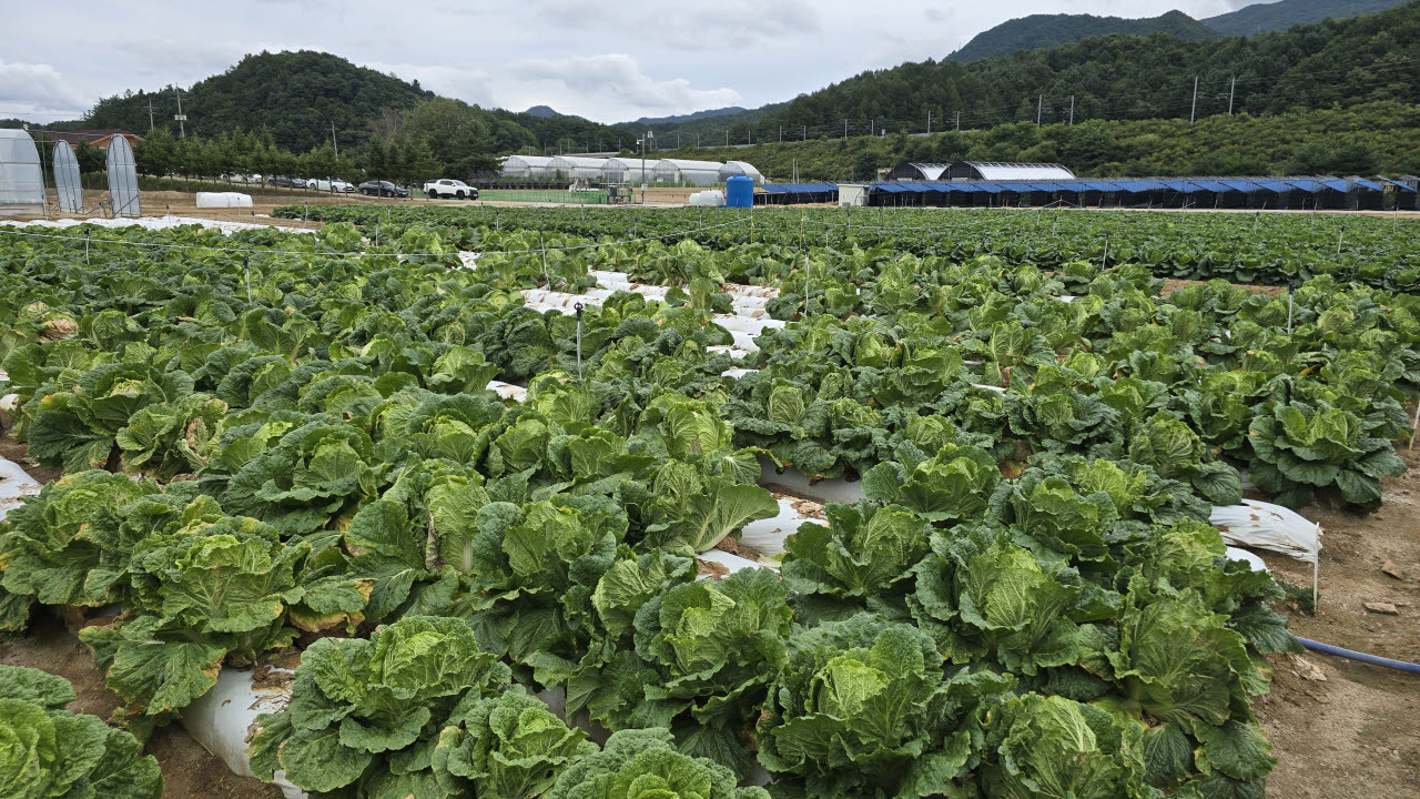 지난 10일 강원 평창군 진부면 국립원예특작과학원 진부시험지에서 고온 경감 기술을 적용한 준고랭지 여름배추가 자라고 있다. 밭에는 토양 온도를 낮추는 저온성 필름과 미세살수 장치가 설치돼 있다. (사진=박순엽 기자)