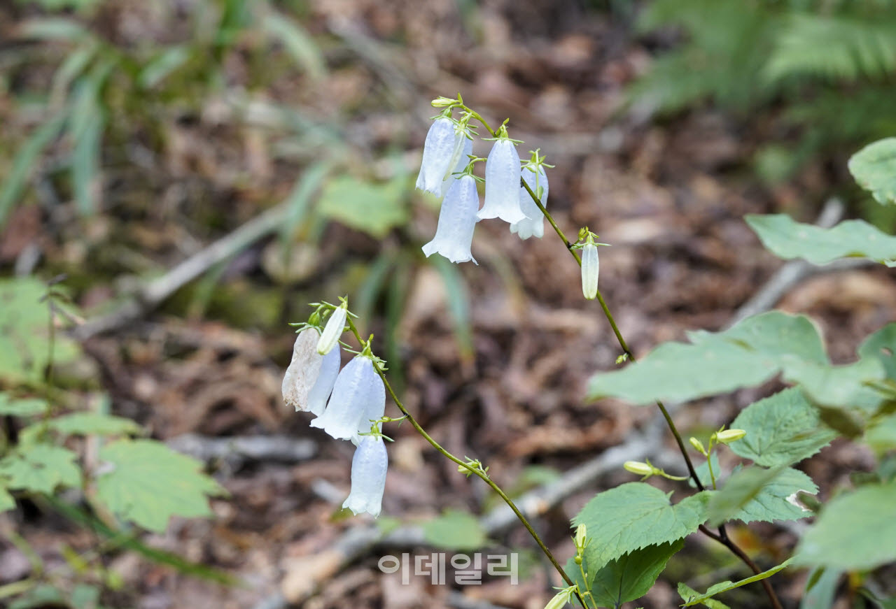 DMZ 일원의 산림생물자원을 조사하는 과정에서 발견한 금강초롱꽃.(사진=국립수목원)