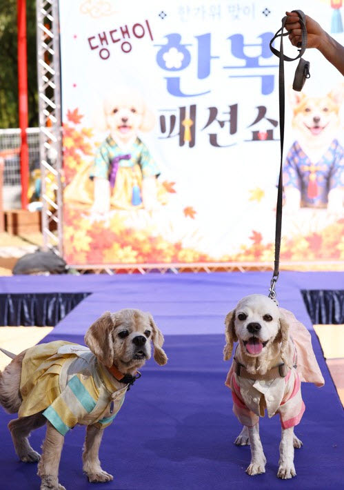 20일 오후 서울 마포구 난지한강공원 반려동물캠핑장에서 열린 '한가위 맞이 댕댕이 한복 패션쇼'에서 강아지들이 한복을 입고 런웨이를 걷고 있다.(사진=연합뉴스)