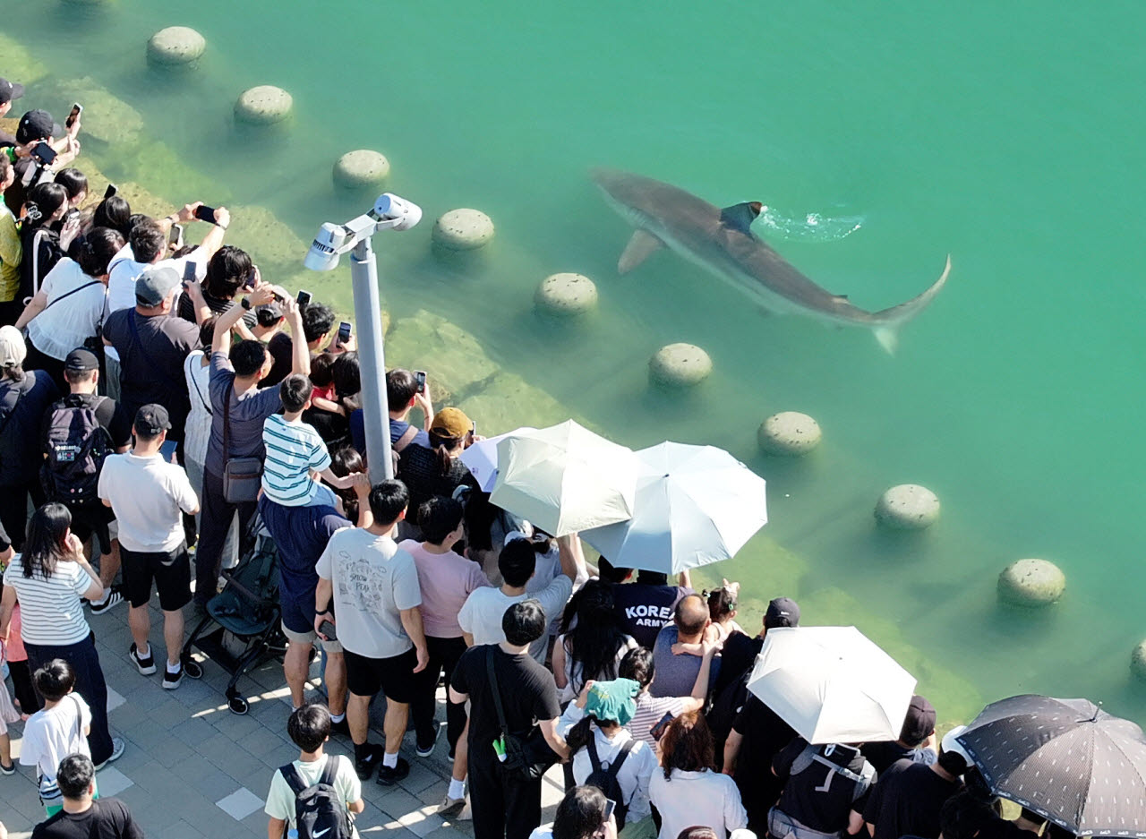 지난 20일 부산 동구 부산항 북항 친수공원 수로에 출몰한 상어를 시민들이 카메라로 담고 있다. (사진=연합뉴스)