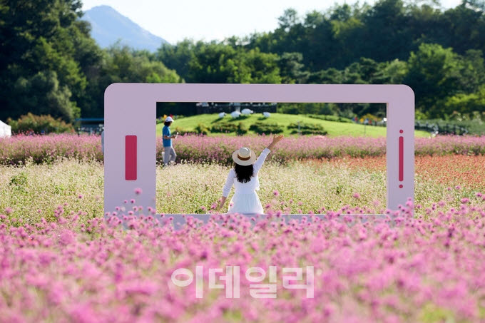 나리농원에서 열리는 '천일홍축제' 현장.(사진=양주시)