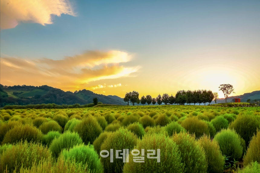 임진강 댑싸리 정원.(사진=연천군)