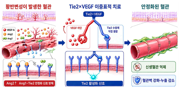 황반변성이 발생한 혈관에서 VEGF와 안지오포이에틴-2(Ang2)가 신생혈관 생성과 혈관 불안정을 유발하는 과정(왼쪽)과 IGT-427(MK-8748)이 VEGF를 억제하고 TIE2를 직접 활성화해 혈관을 안정화하는 기전. (자료=인제니아테라퓨틱스)