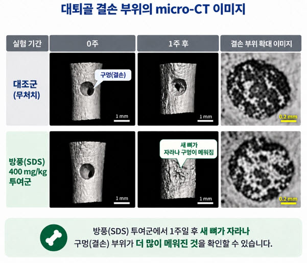 대퇴골 결손부위 micro-CT 촬영 결과, 방풍을 투여하지 않은 무처치군(위)은 골절로 생긴 구멍이 그대로 남아있었다. 반면, 방풍(SDS) 400mg/kg 투여군(아래)은 새로운 뼈가 자라나 구멍 대부분을 메운 것을 확인할 수 있다. (출처 : 자생한방병원)